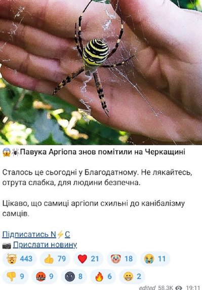 "Босоніж по городу більше не ходимо" — які отруйні павуки живуть на Черкащині і чим загрожують їх укуси "Босоніж по городу більше не ходимо" — які отруйні павуки живуть на Черкащині і чим загрожують їх укуси
