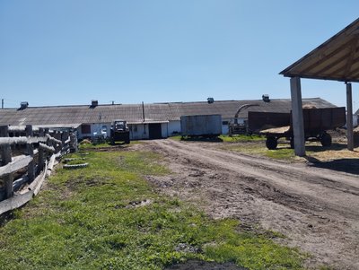 На Полтавщині щороку меншає корів та іншої худоби: які причини На Полтавщині щороку меншає корів та іншої худоби: які причини