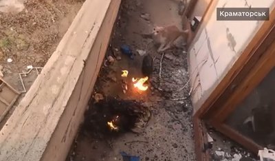 Один з котів, якого вогнеборці врятували на пожежі у Краматорську, 26 жовтня 2026 року Один з котів, якого вогнеборці врятували на пожежі у Краматорську, 26 жовтня 2026 року