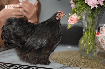 Курка Лариска з Одеси Курка Лариска з Одеси