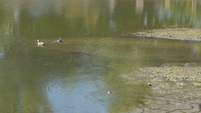 У центрі Кропивницького понизили рівень води в Інгулі: екологи попереджають про можливу загибель риби У центрі Кропивницького понизили рівень води в Інгулі: екологи попереджають про можливу загибель риби