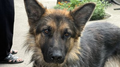 Вічарка Святогорівка Донецька область 14 серпня 2025 рік Вічарка Святогорівка Донецька область 14 серпня 2025 рік