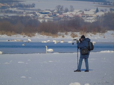 дністер, бордвочинг, облік пташок, лебеді дністер, бордвочинг, облік пташок, лебеді
