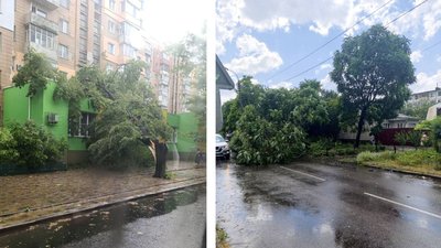 Повалені дерева: наслідки негоди на Черкащині Повалені дерева: наслідки негоди на Черкащині