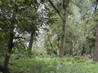 "В лісі не можна брати сухостій". Яку деревину можна збирати на Сумщині "В лісі не можна брати сухостій". Яку деревину можна збирати на Сумщині