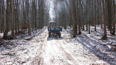 Найбільша популяція в Україні: на Вінниччині підрахували зубрів Найбільша популяція в Україні: на Вінниччині підрахували зубрів
