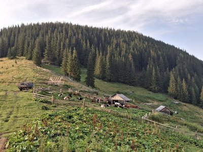 Полонина Веснарка, Карпати, гуцули, корови Полонина Веснарка, Карпати, гуцули, корови