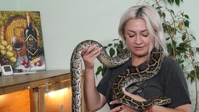 Пітон Луї Пітон Луї