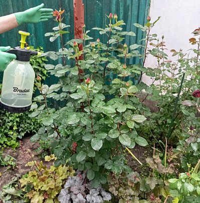 Попелиця атакує сади й городи на Житомирщині: як розпізнати шкідника та врятувати врожай Попелиця атакує сади й городи на Житомирщині: як розпізнати шкідника та врятувати врожай