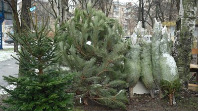 Ялинкові базари в Запоріжжі: який асортимент та ціни Ялинкові базари в Запоріжжі: який асортимент та ціни