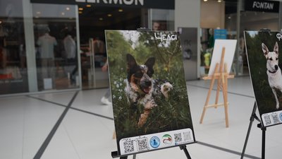 Сумські зоозахисники показали підопічних собак на фотовиставці Сумські зоозахисники показали підопічних собак на фотовиставці