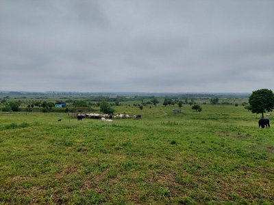 На Львівщині фермер готовий взяти на перетримку тварин з Півдня України На Львівщині фермер готовий взяти на перетримку тварин з Півдня України