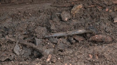 кістки, рештки, розкопки, ексгумація кістки, рештки, розкопки, ексгумація