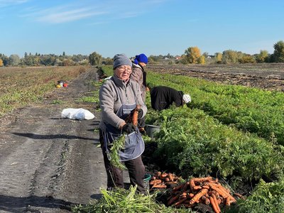 «Не змогли вийти в плюс»: як завершують сезон овочівники Черкащини «Не змогли вийти в плюс»: як завершують сезон овочівники Черкащини