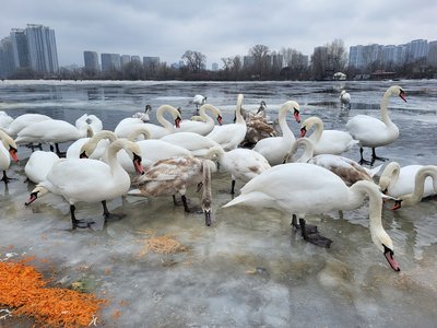Як підгодовувати водоплавних птахів узимку: біля київських водойм з'явились нагадування
