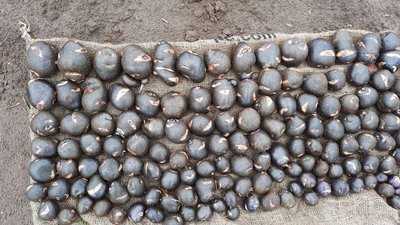 "Містерія", "Фотинія", "Магнолія": на Волині під час "Дня поля" презентували 79 сортів картоплі "Містерія", "Фотинія", "Магнолія": на Волині під час "Дня поля" презентували 79 сортів картоплі