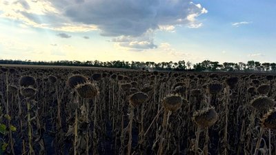У Кіровоградській області збирають соняшник: яка врожайність