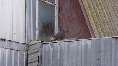 "Вони на вулиці будуть приречені": зооволонтерка з Вінниччини знайшла прихисток двом голубам "Вони на вулиці будуть приречені": зооволонтерка з Вінниччини знайшла прихисток двом голубам