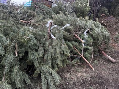 "Менше і менше ялинок": у Полтаві комунальники утилізують новорічні дерева "Менше і менше ялинок": у Полтаві комунальники утилізують новорічні дерева