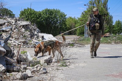 Чотирилапі герої: як собаки допомагають поліції Херсонщини під час війни Чотирилапі герої: як собаки допомагають поліції Херсонщини під час війни