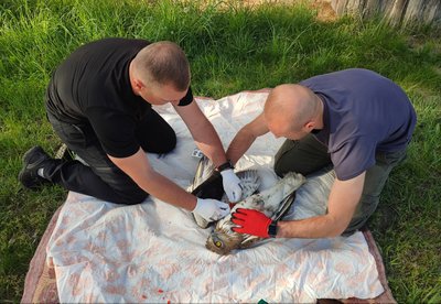 Змієїд потрапив у дротяну пастку: рідкісного птаха врятували поблизу кордону на півночі Рівненщини Змієїд потрапив у дротяну пастку: рідкісного птаха врятували поблизу кордону на півночі Рівненщини