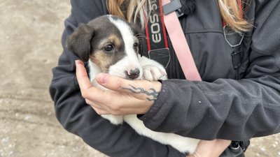 Цуценя Тріксі евакуація тварин UAnimals Донецька область 9 листопада 2025 рік Цуценя Тріксі евакуація тварин UAnimals Донецька область 9 листопада 2025 рік