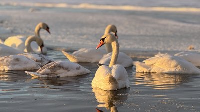 Зграя лебедів зимує на Південному Бузі в Миколаєві: чому птахи підпливають до людей і як їх правильно годувати Зграя лебедів зимує на Південному Бузі в Миколаєві: чому птахи підпливають до людей і як їх правильно годувати