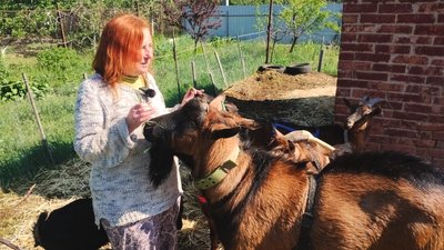 Держпрограма для власників корів, кіз та овець: що це та як отримати на Кіровоградщині Держпрограма для власників корів, кіз та овець: що це та як отримати на Кіровоградщині