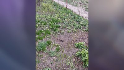 У Чернігові звільнений з полону ветеран висадив дерева на честь полеглих побратимів, але частину з них украли У Чернігові звільнений з полону ветеран висадив дерева на честь полеглих побратимів, але частину з них украли