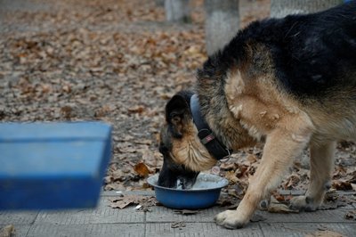 вівчарка вівчарка