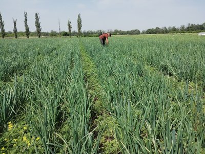 Цибуля на Кіровоградщині подорожчала вдвічі: причини та прогнози ціни