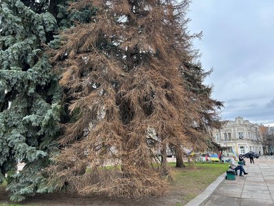 У Житомирі на майдані Корольова зріжуть п'ять засохлих ялин У Житомирі на майдані Корольова зріжуть п'ять засохлих ялин