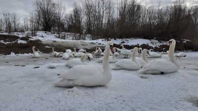 Лебеді на Пруті у Маршинцях Лебеді на Пруті у Маршинцях