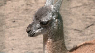 "Таке маленьке, миленьке, шукає маму": у Рівненському зоопарку народилося маля гуанако "Таке маленьке, миленьке, шукає маму": у Рівненському зоопарку народилося маля гуанако