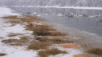 Лебеді, Івано-Франківщина, корм Лебеді, Івано-Франківщина, корм