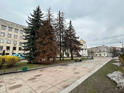 У Житомирі на майдані Корольова зріжуть п'ять засохлих ялин У Житомирі на майдані Корольова зріжуть п'ять засохлих ялин
