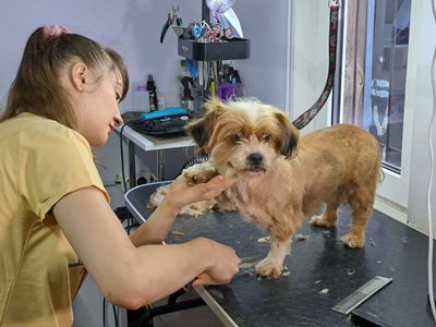 Теплі вироби з шерсті собак для військових: житомирська грумерка підтримує ЗСУ Теплі вироби з шерсті собак для військових: житомирська грумерка підтримує ЗСУ