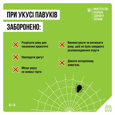 Отруйні павуки на Житомирщині: поради експертів щодо безпеки