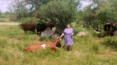 Понад пів століття випасали корів: на Кіровоградщині пасовище передали у приватну власність Понад пів століття випасали корів: на Кіровоградщині пасовище передали у приватну власність