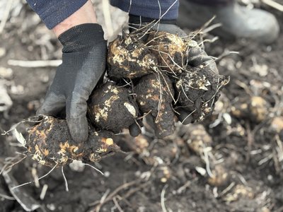 Як вирощувати топінамбур і що каже нутриціологиня про його користь для організму
