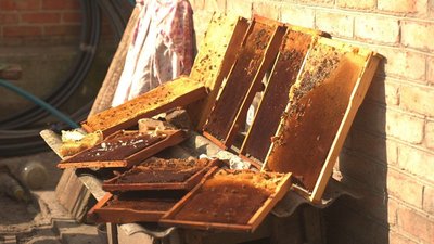 Масова загибель бджіл та холодна весна: чому на Рівненщині суттєво подорожчав мед Масова загибель бджіл та холодна весна: чому на Рівненщині суттєво подорожчав мед