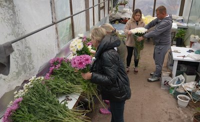 "Цей запах передає атмосферу свята й осені": родина з Черкащини вирощує хризантеми "Цей запах передає атмосферу свята й осені": родина з Черкащини вирощує хризантеми