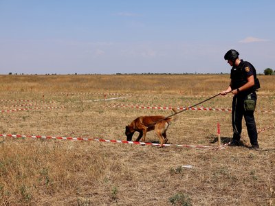 Чотирилапі сапери продовжують розміновувати Миколаївську область Чотирилапі сапери продовжують розміновувати Миколаївську область