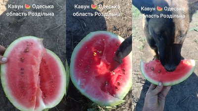 «Або пан, або пропав»: як ветеран з Одещини виростив урожай кавунів попри морози й ураган