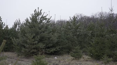 У Вінниці лісівники почали продавати ялинки та сосни: скільки коштують святкові дерева У Вінниці лісівники почали продавати ялинки та сосни: скільки коштують святкові дерева