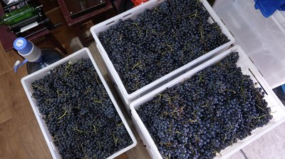«Вино роблять майже в кожному дворі»: які перспективи виноробства на Черкащині «Вино роблять майже в кожному дворі»: які перспективи виноробства на Черкащині