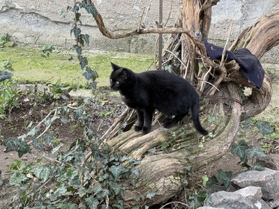 Гуртожиток для котів. Як херсонка Тетяна Юдіна облаштувала дерев'яні будиночки для бездомних тварин Гуртожиток для котів. Як херсонка Тетяна Юдіна облаштувала дерев'яні будиночки для бездомних тварин