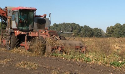 З тонни буряка — 80 кілограмів цукру: на Черкащині завершують збір цукрового буряка З тонни буряка — 80 кілограмів цукру: на Черкащині завершують збір цукрового буряка