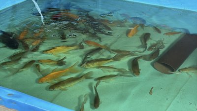 Риба, якою годують раків Риба, якою годують раків