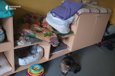 Півсотні змерзлих котиків: як в Одесі без опалення та електрики виживає притулок для тварин Півсотні змерзлих котиків: як в Одесі без опалення та електрики виживає притулок для тварин